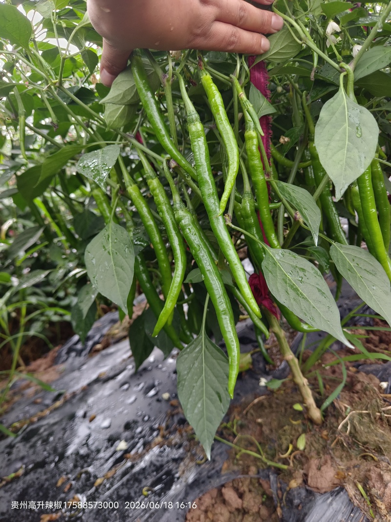 二荆条