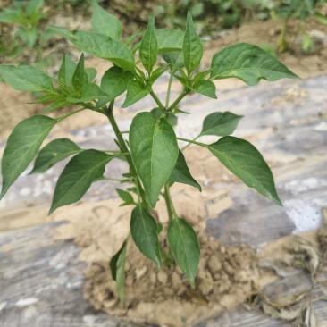 自种自销，***架豆，精品二荆条，目前预售精品时间。
