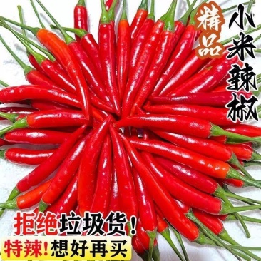 精品小米红尖椒今日特价品质好质量有保障需要的请联系