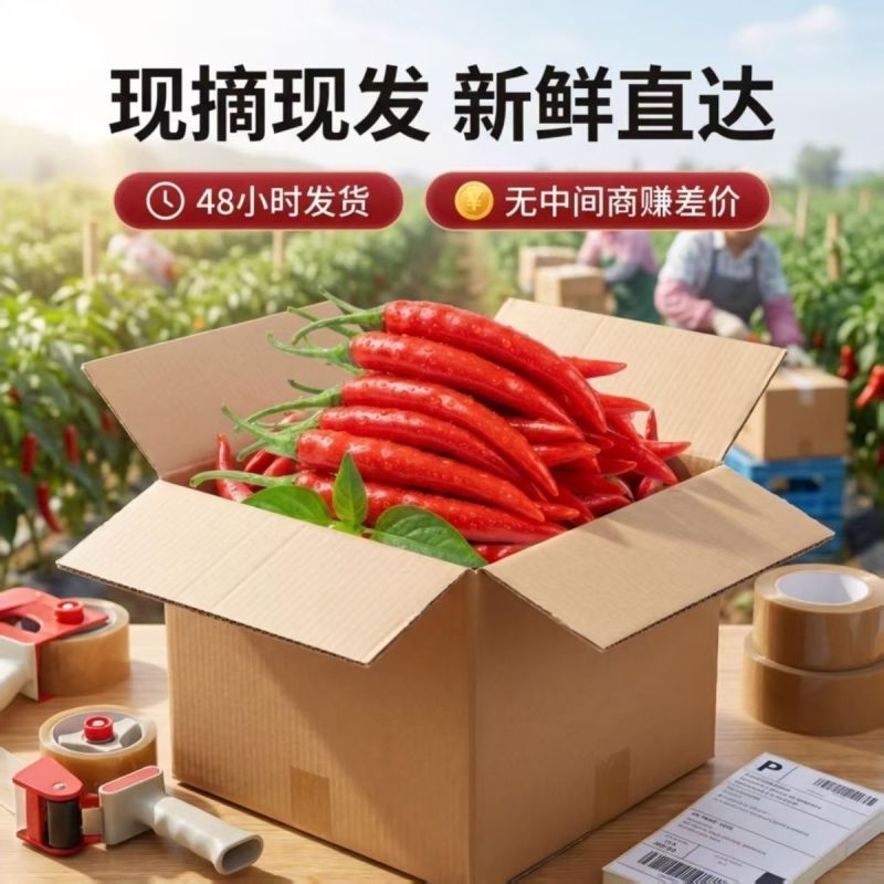 精品小米红尖椒今日特价品质好质量有保障需要的请联系