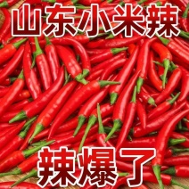 精品小米红尖椒今日特价品质好质量有保障适合电商超市联系