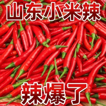 精品小米红尖椒今日特价品质好质量有保障适合电商超市联系