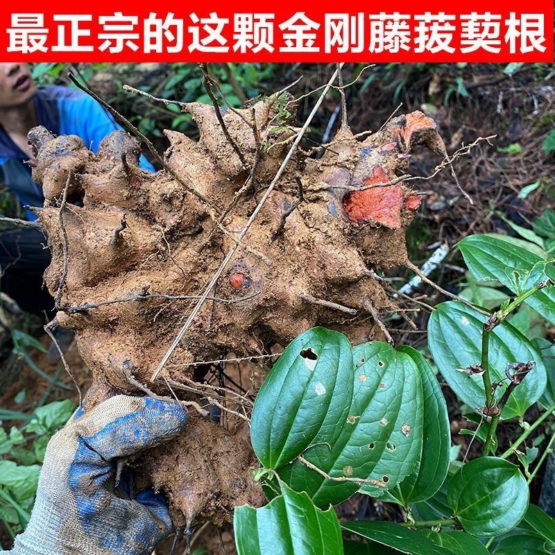金刚藤30年以上