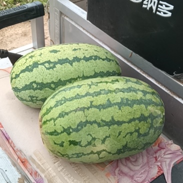 自家基地西瓜保质保量欢迎联系金花1号