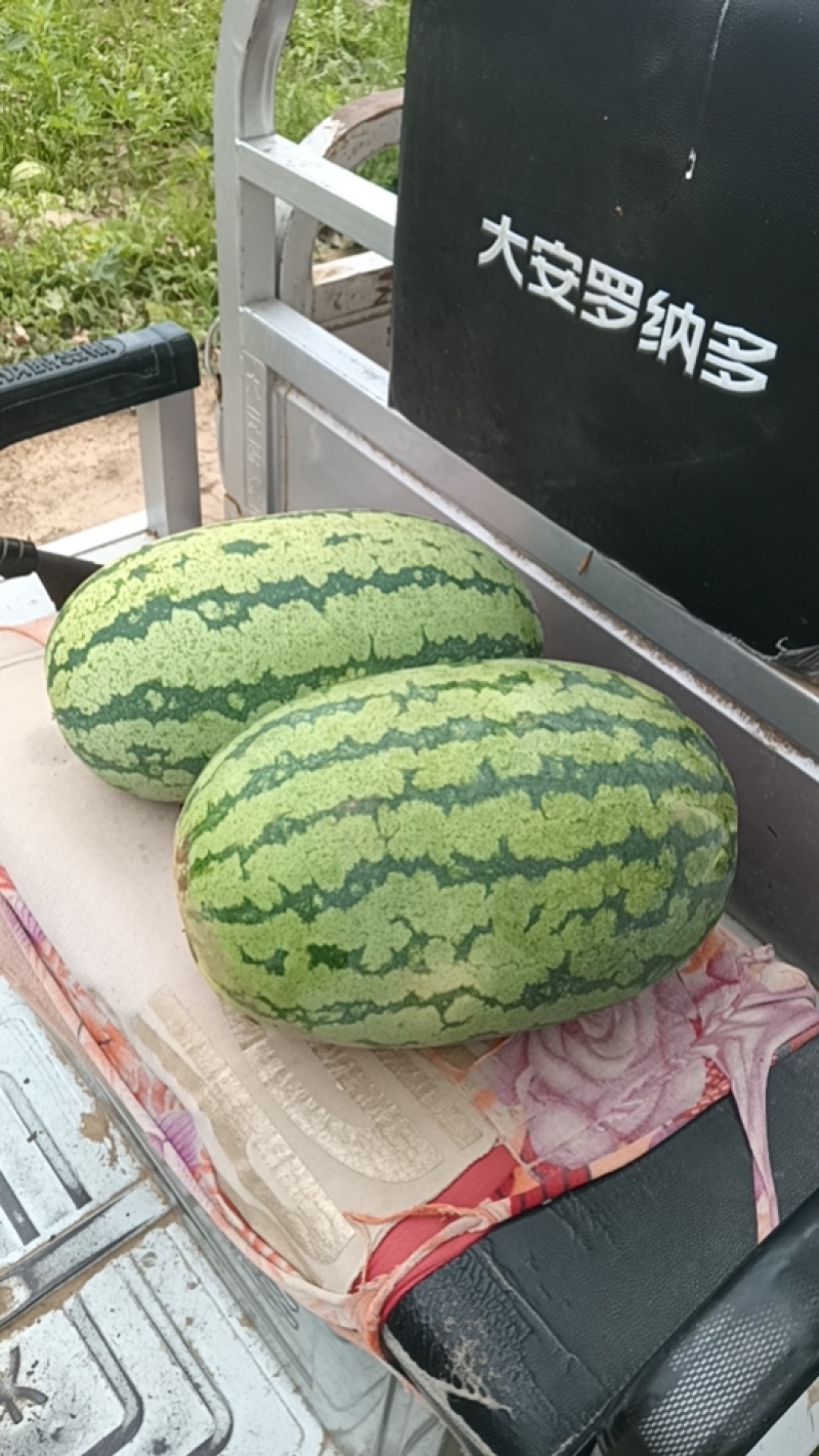 自家基地西瓜保质保量欢迎联系金花1号