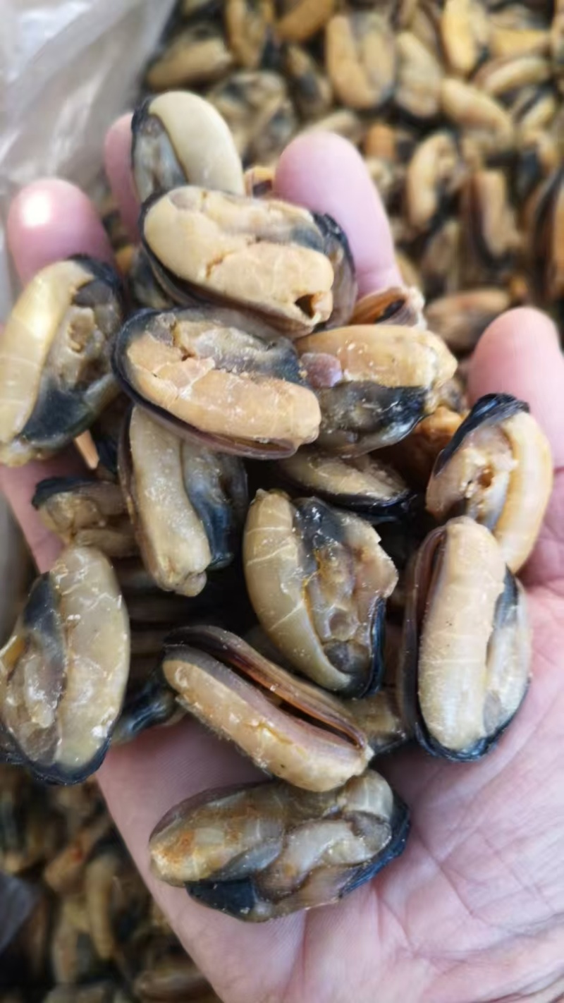 足干青口贝青口贝干度好颜色靓没有破损规格齐全