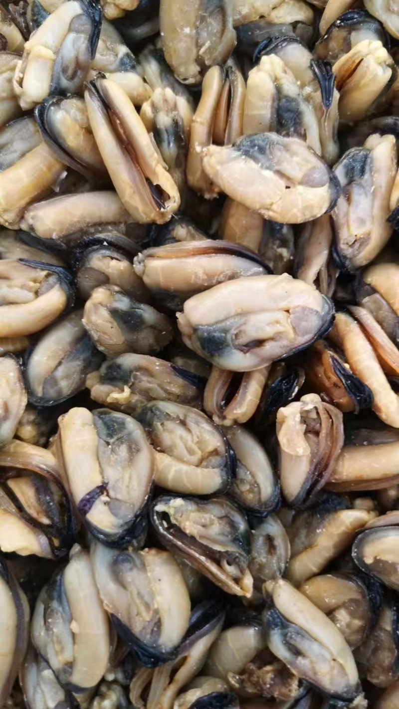 足干青口贝青口贝干度好颜色靓没有破损规格齐全