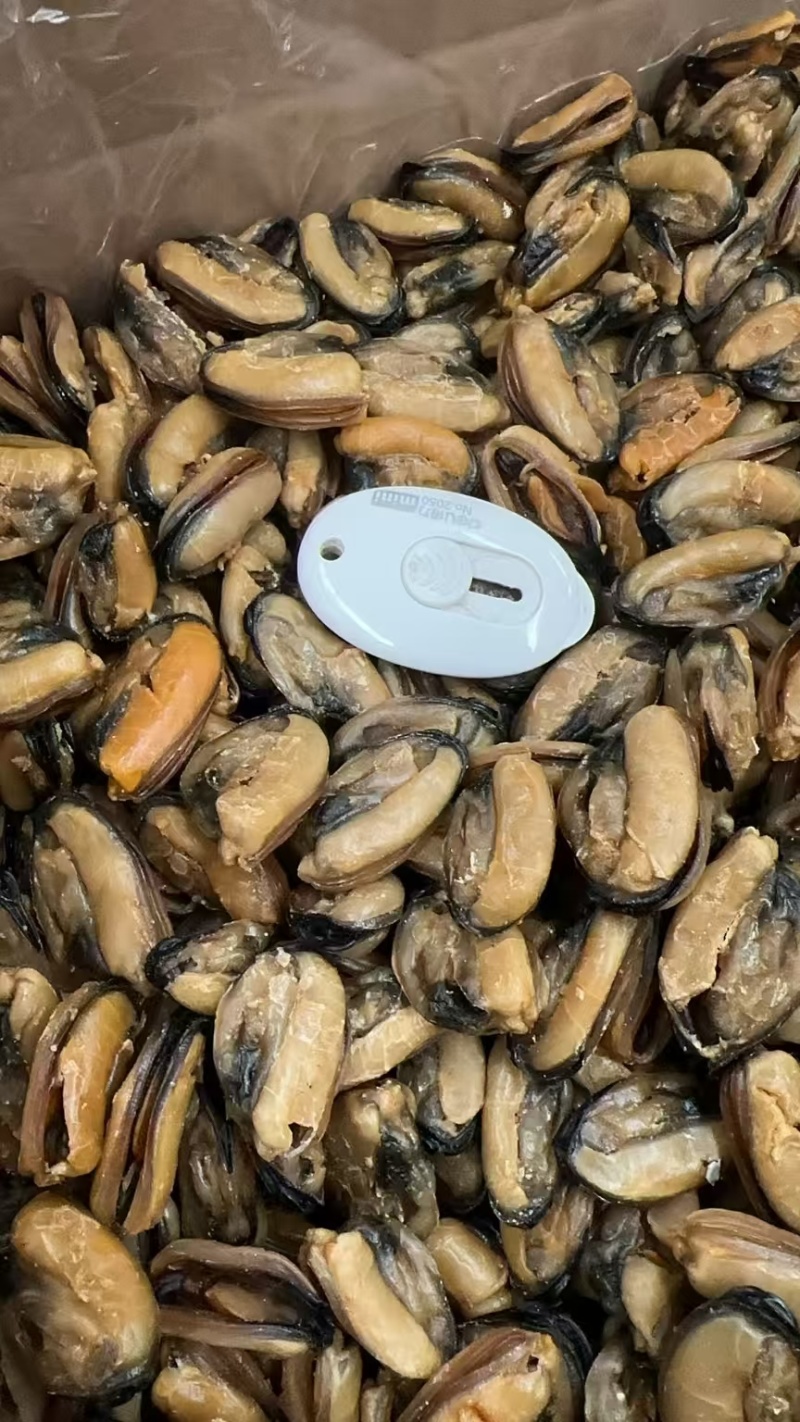 足干青口贝青口贝干度好颜色靓没有破损规格齐全