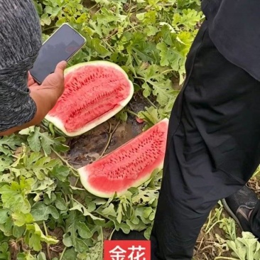 沙土地西瓜