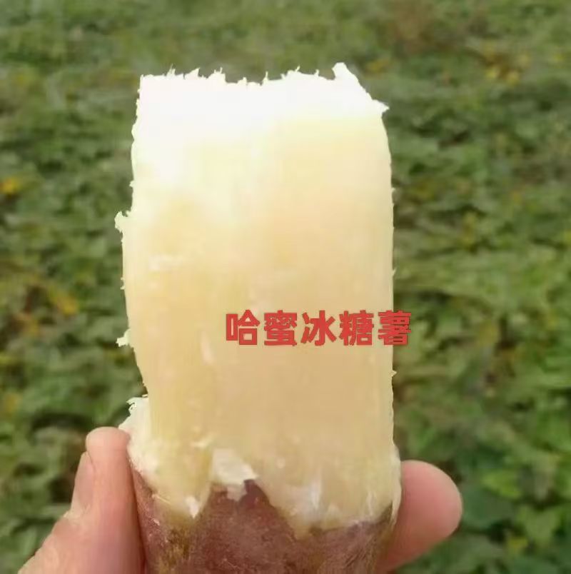 河南精选哈密红薯苗基地直供质量保证一手货源全国发货