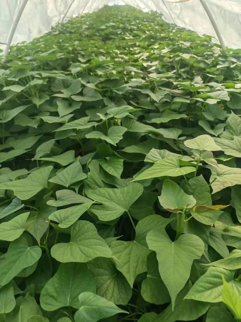 河南精选哈密红薯苗基地直供质量保证一手货源全国发货