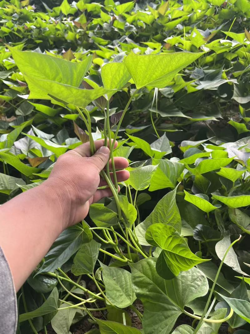 河南精选哈密红薯苗基地直供质量保证一手货源全国发货
