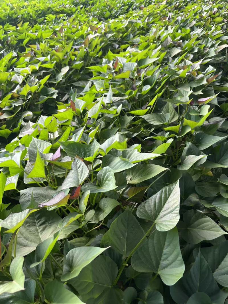 河南精选哈密红薯苗基地直供质量保证一手货源全国发货