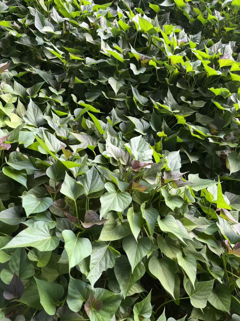 河南精选哈密红薯苗基地直供质量保证一手货源全国发货