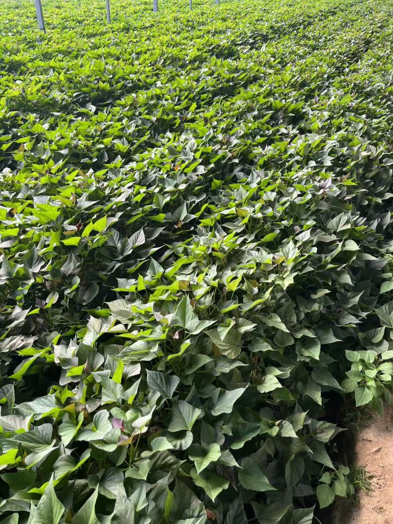河南精选哈密红薯苗基地直供质量保证一手货源全国发货