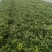 河南精选哈密红薯苗基地直供质量保证一手货源全国发货