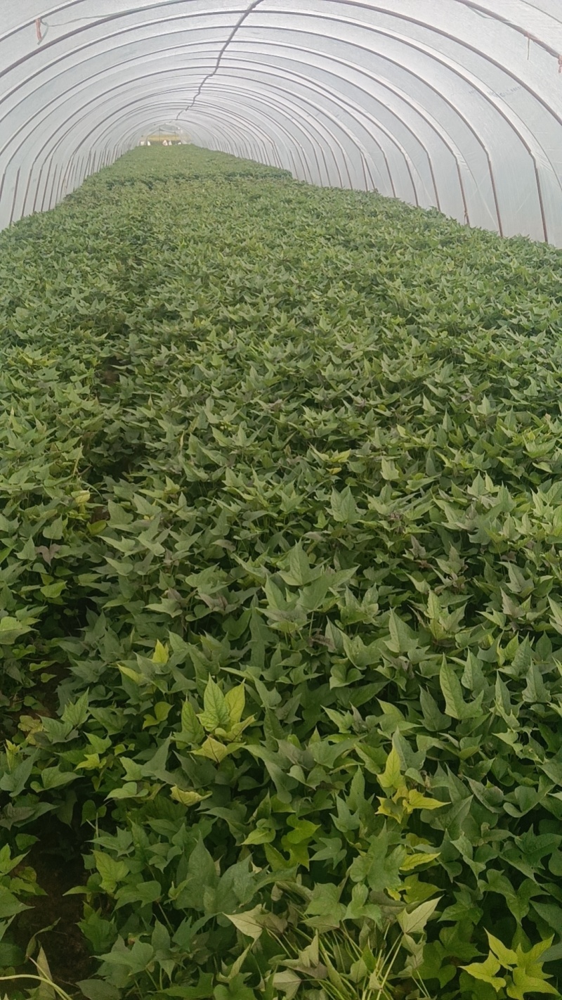 河南精选哈密红薯苗基地直供质量保证一手货源全国发货