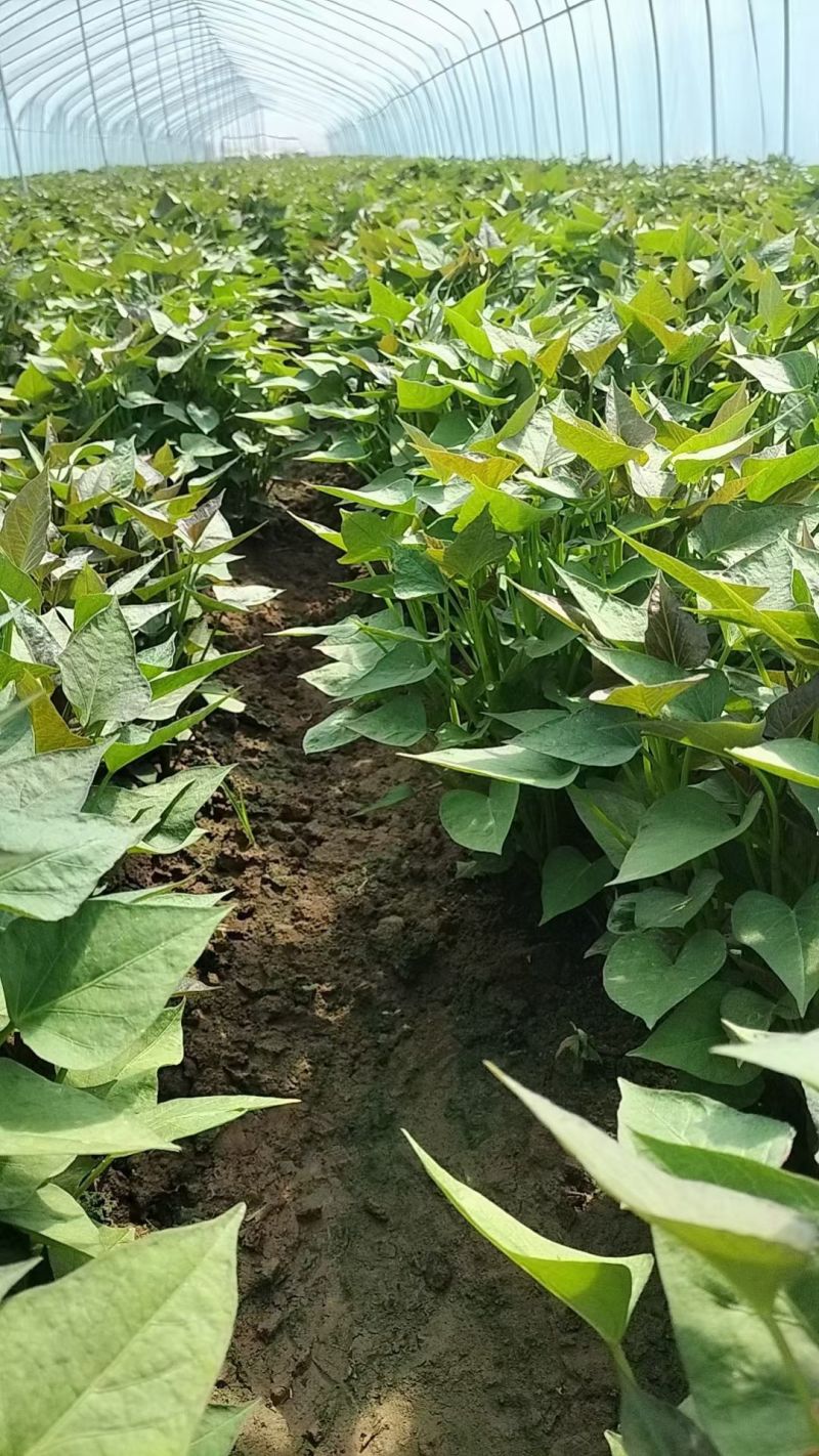 商薯十九原原种