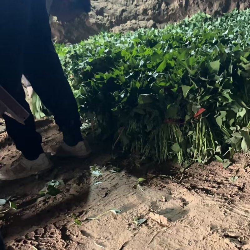 商薯十九原原种