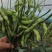 山东郯城毛豆已大量上市，颗粒饱满品质好，对接批发市场超市
