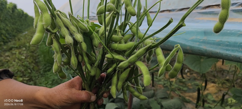 山东郯城毛豆已大量上市，颗粒饱满品质好，对接批发市场超市