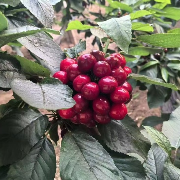 大连樱桃