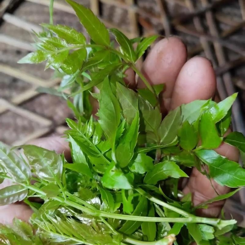 白茶派潭