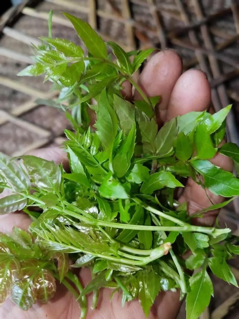 白茶派潭