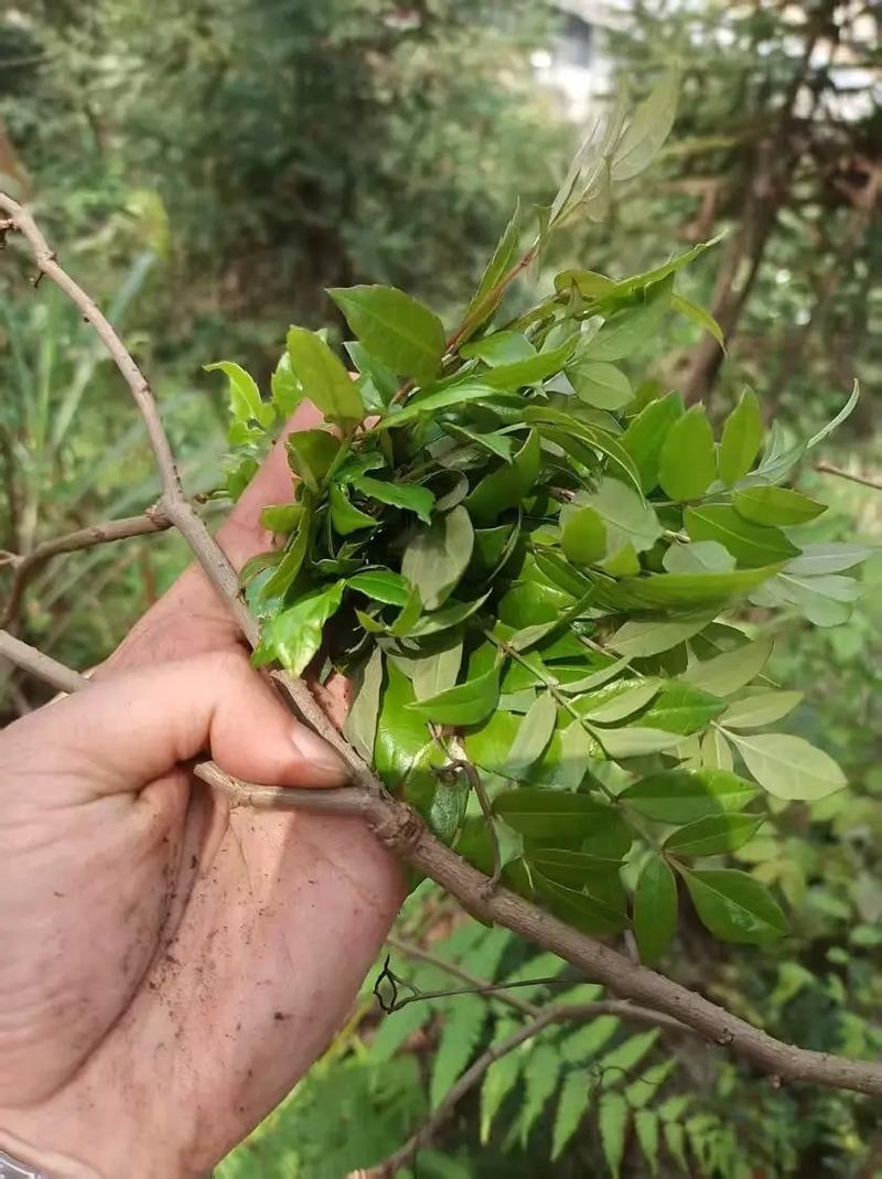 白茶派潭