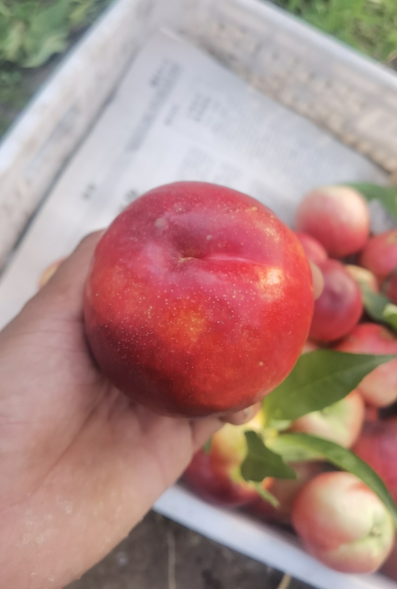 黄油桃