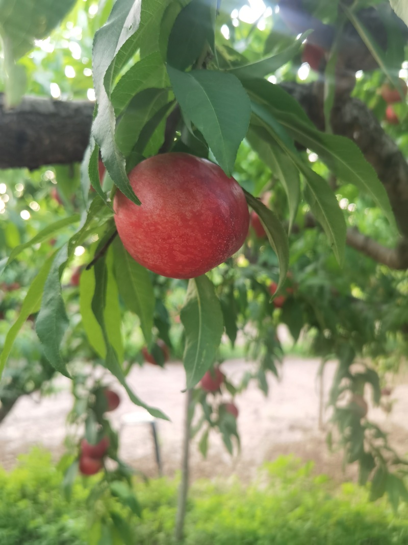 黄油桃