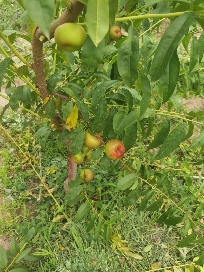 黄油桃