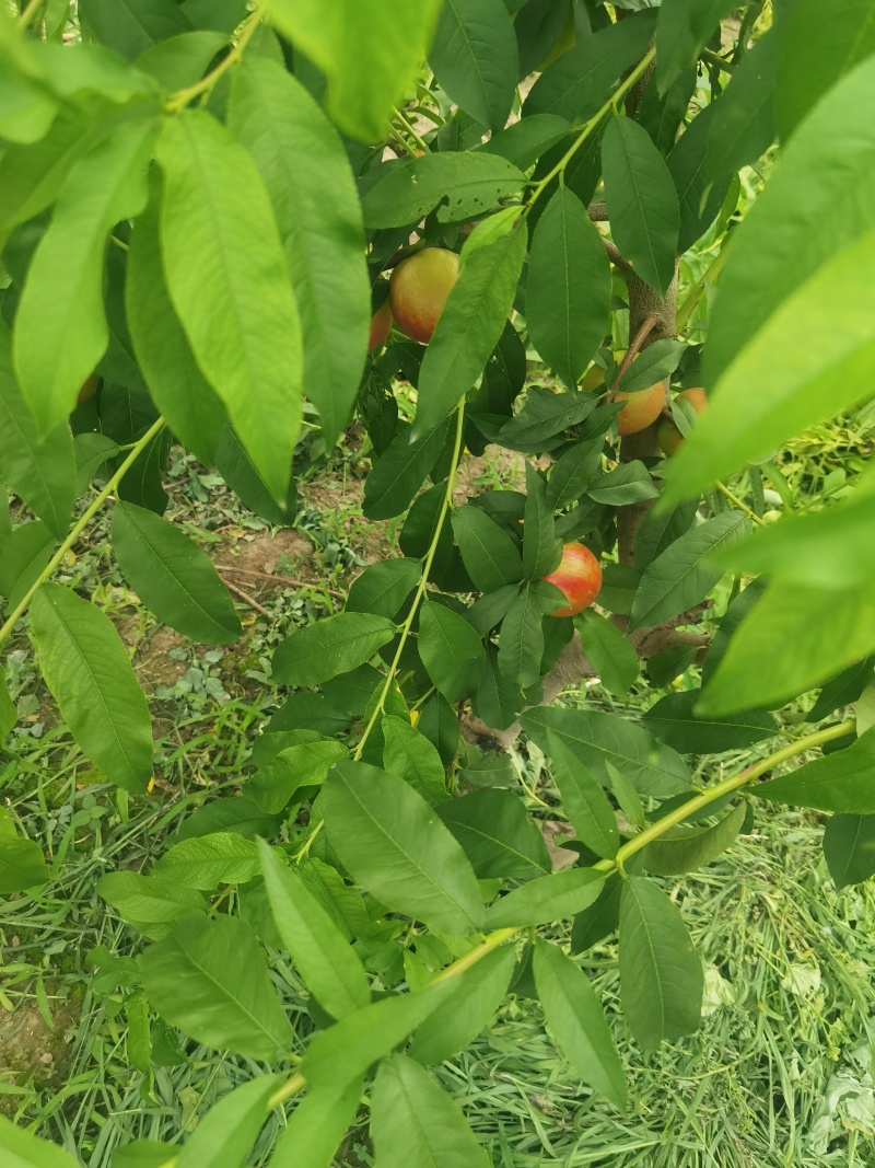 黄油桃