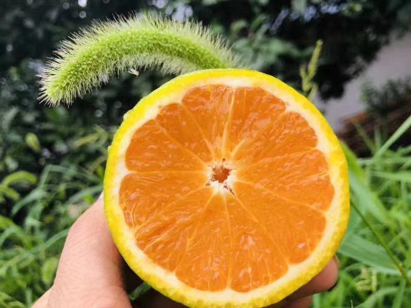 夏橙，大量上市，量大便宜，万亩场地，甜°高