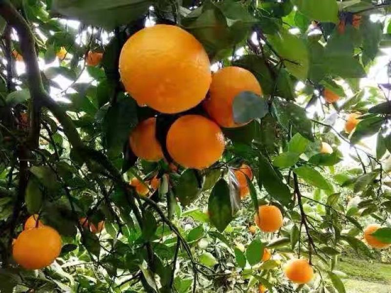 夏橙，大量上市，量大便宜，万亩场地，甜°高