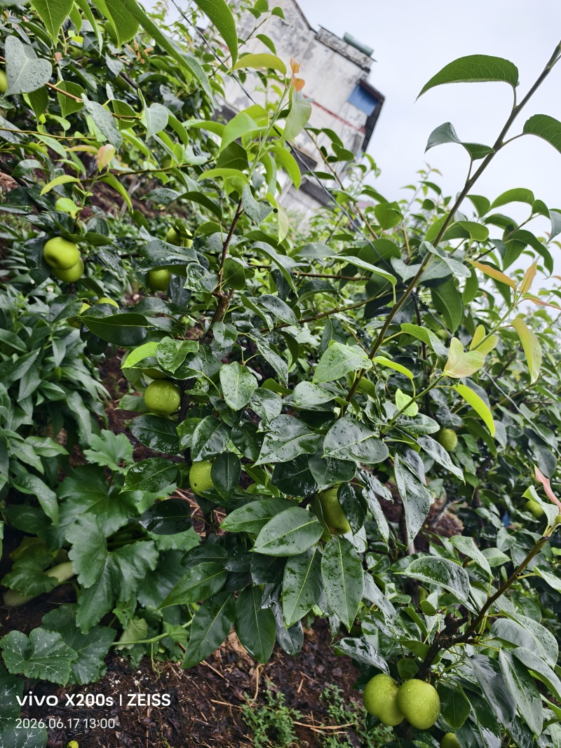 苍溪翠冠梨，皮薄多汁。