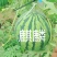 无籽麒麟吊美都地爬红玉麒麟保定产区等你！