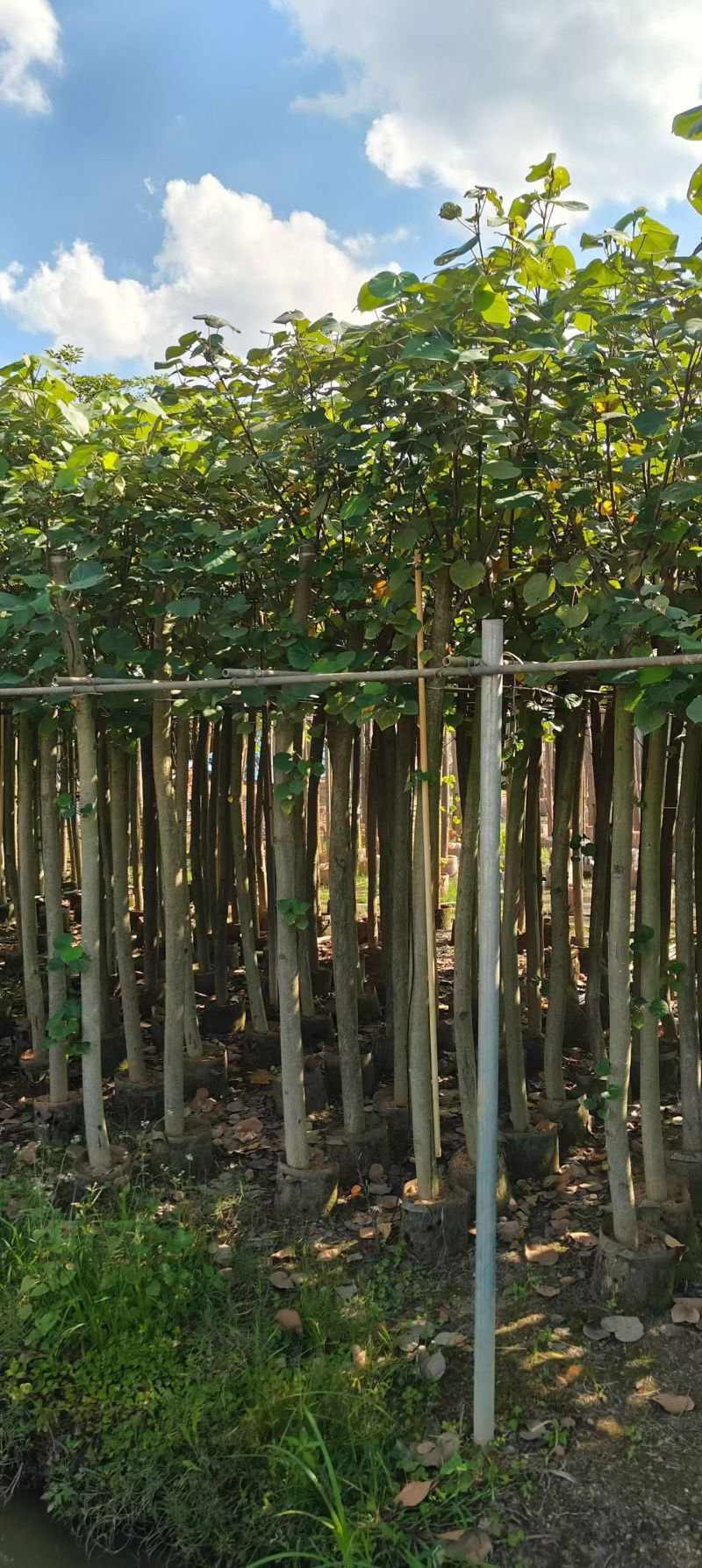 黄槿2-10分，大量现货待售