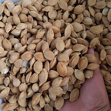油杏核手工精选，自然凉干，精品油杏核