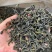 【广东鸭屎香口粮茶】凤凰单丛鸭屎香浓香型口粮茶包邮