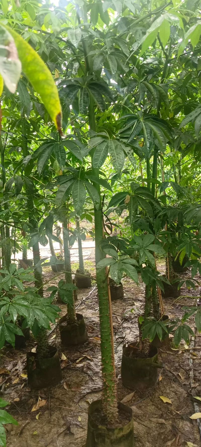 3-8公分美丽异木棉低价出售