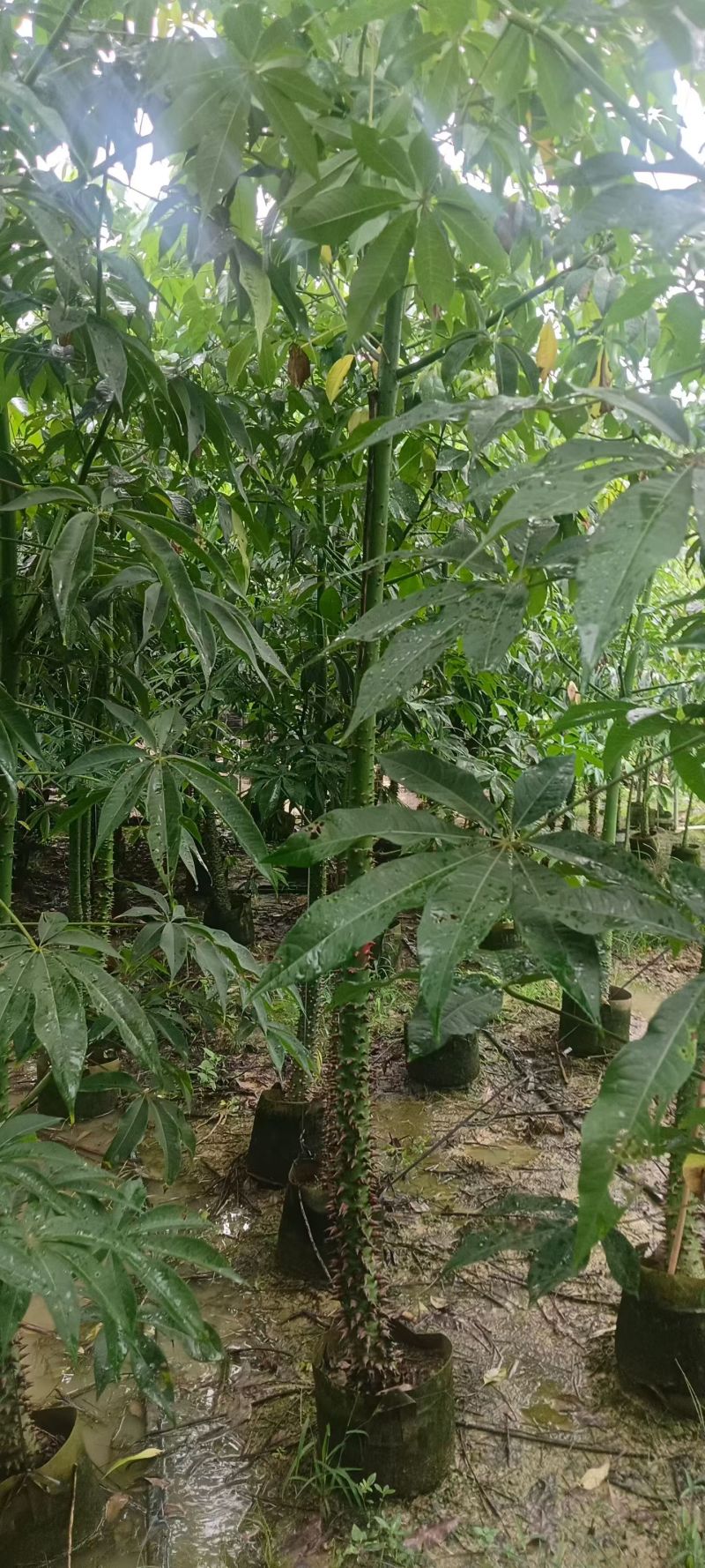 3-8公分美丽异木棉低价出售