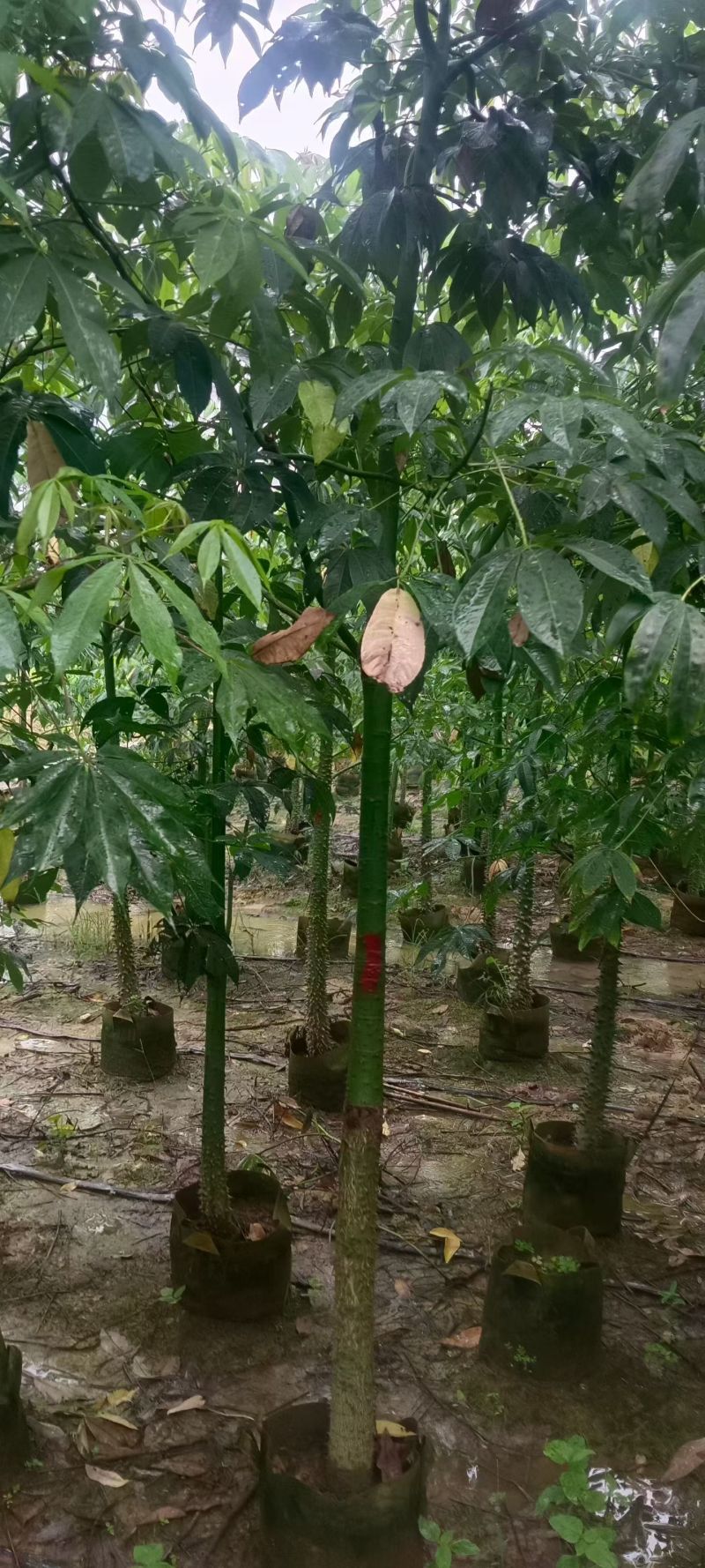 3-8公分美丽异木棉低价出售