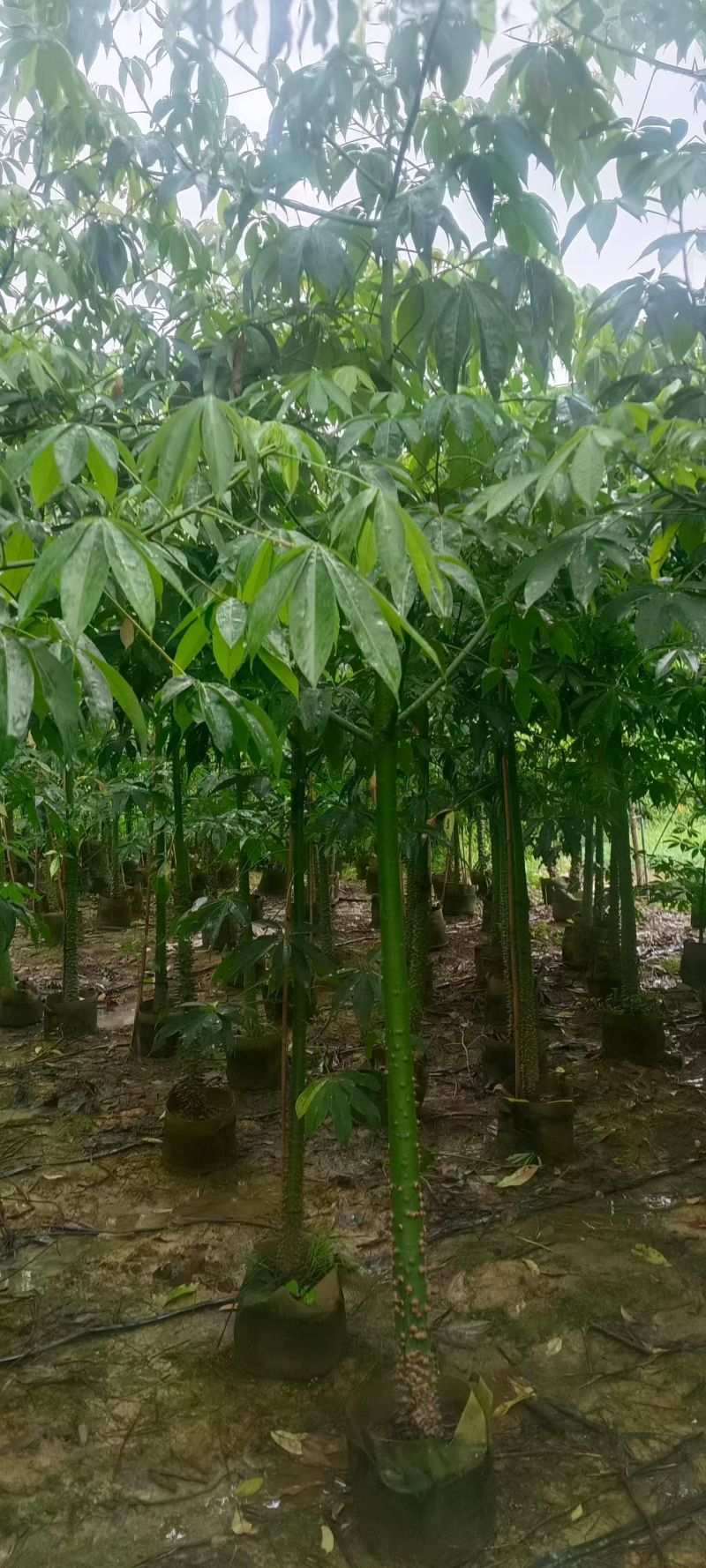3-8公分美丽异木棉低价出售