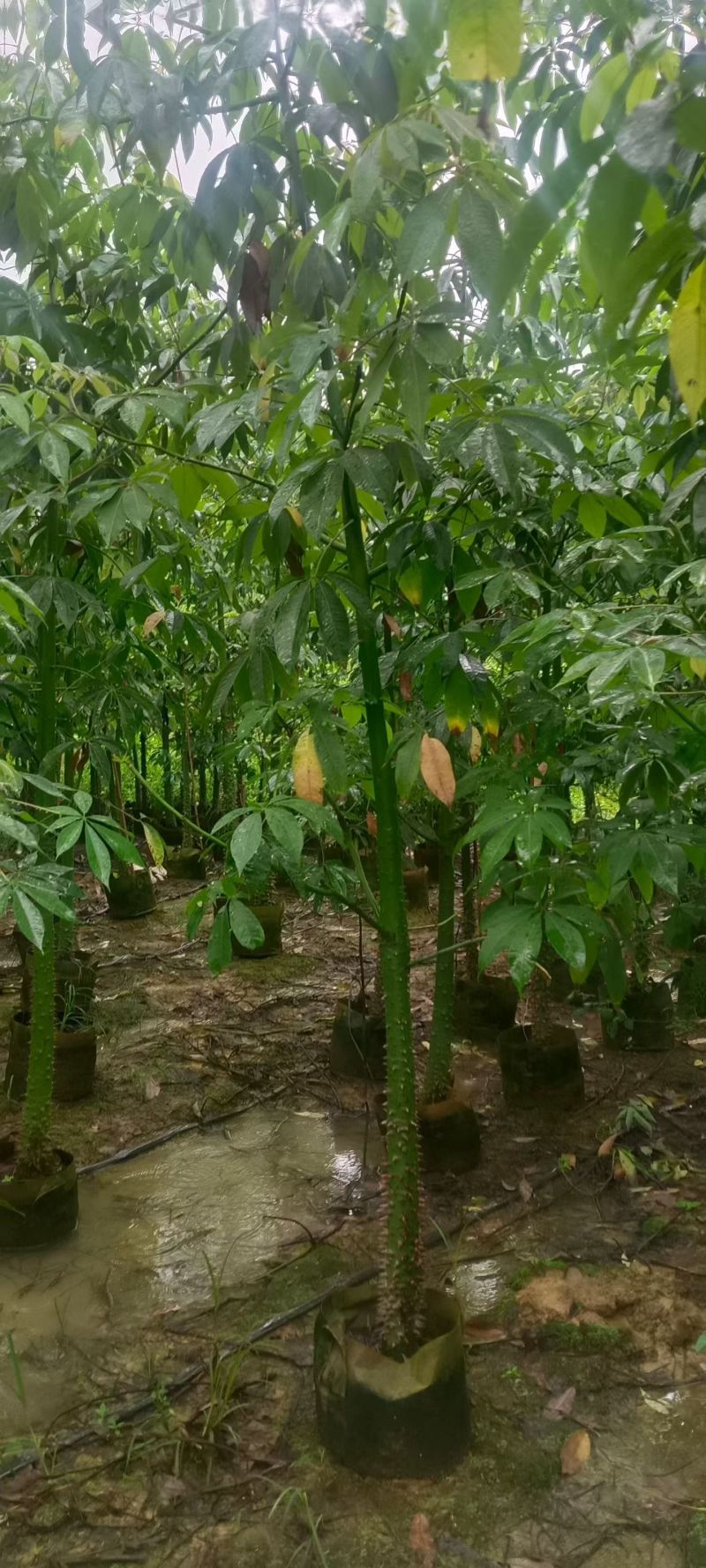 3-8公分美丽异木棉低价出售