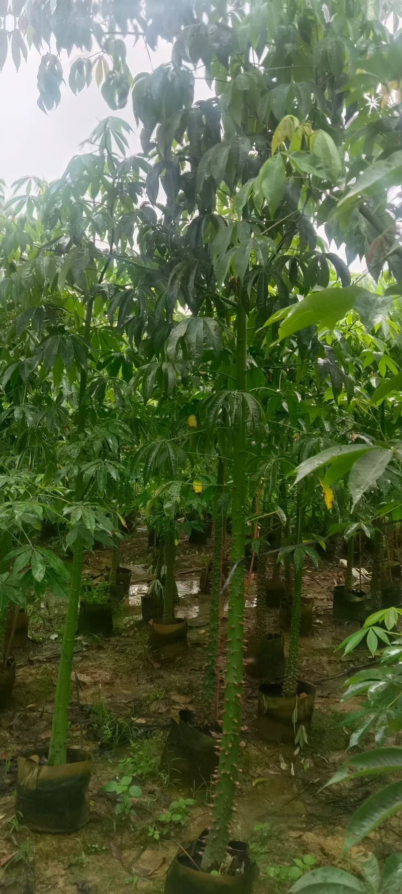 3-8公分美丽异木棉低价出售