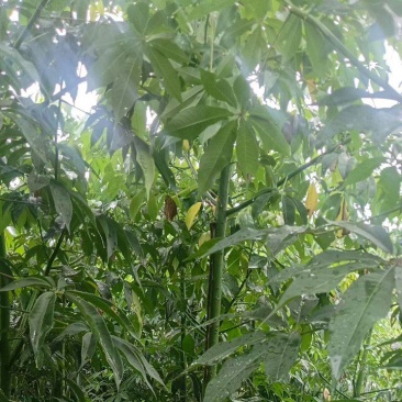 3-8公分美丽异木棉低价出售