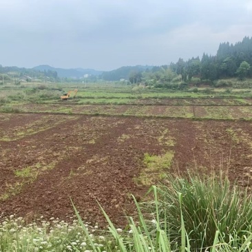 土地招租，交通便利，荒地免租