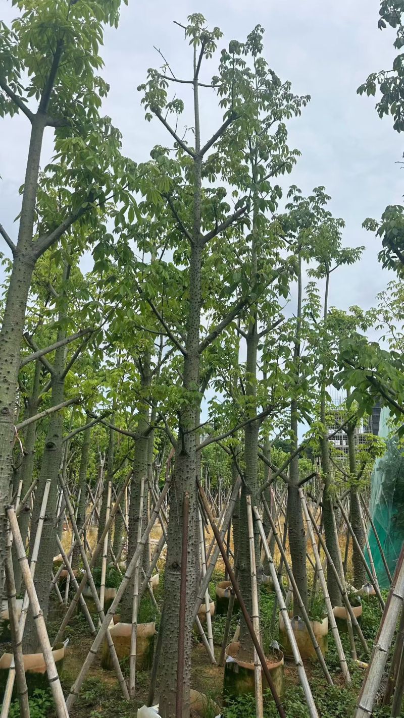 美丽木棉10-25分，大量现货