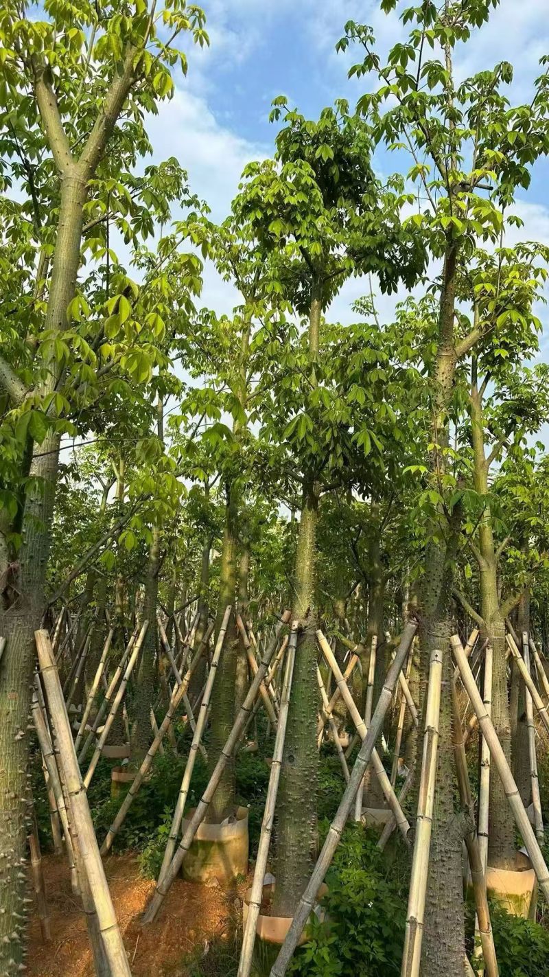 美丽木棉10-25分，大量现货
